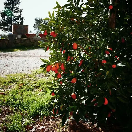 Gospodarstwo agroturystyczne Agriturismo Baratti Baratti